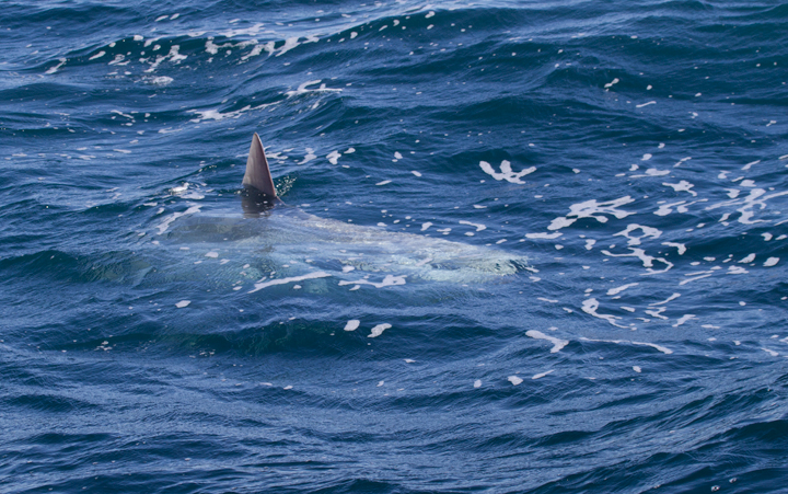 An Ocean Sunfish off Santa Barbara County Co., California (10/1/2011).