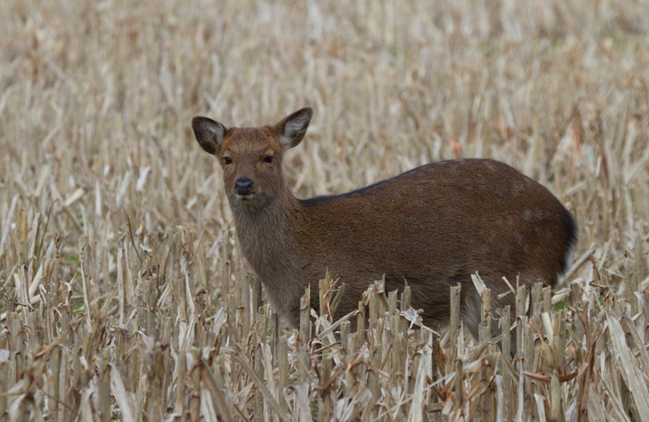 A Sika Deer in Dorchester Co., Maryland (12/17/2011).