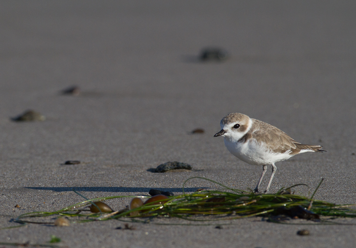 A Snowy Plover in Los Angeles County Co., California (10/10/2011).