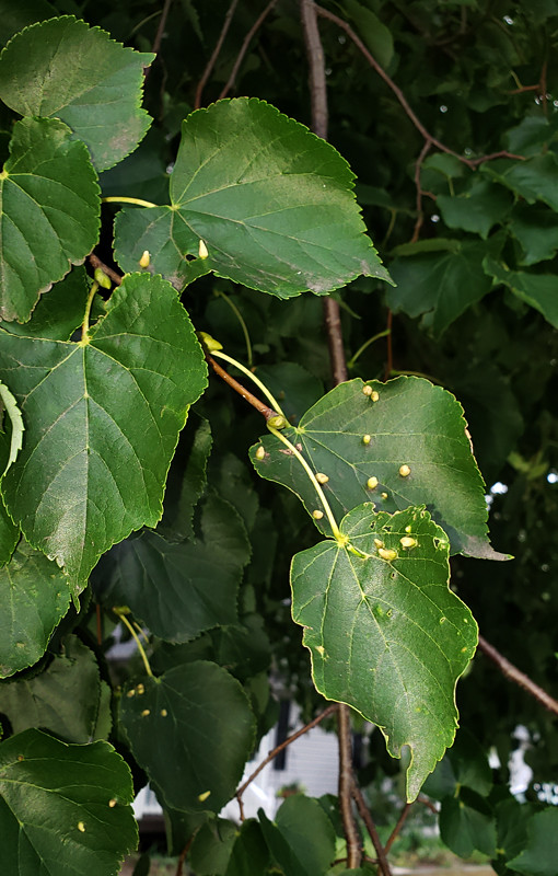 <em>Eriophyes tiliae</em> galls on linden leaves in Anne Arundel, Maryland (7/23/2019).