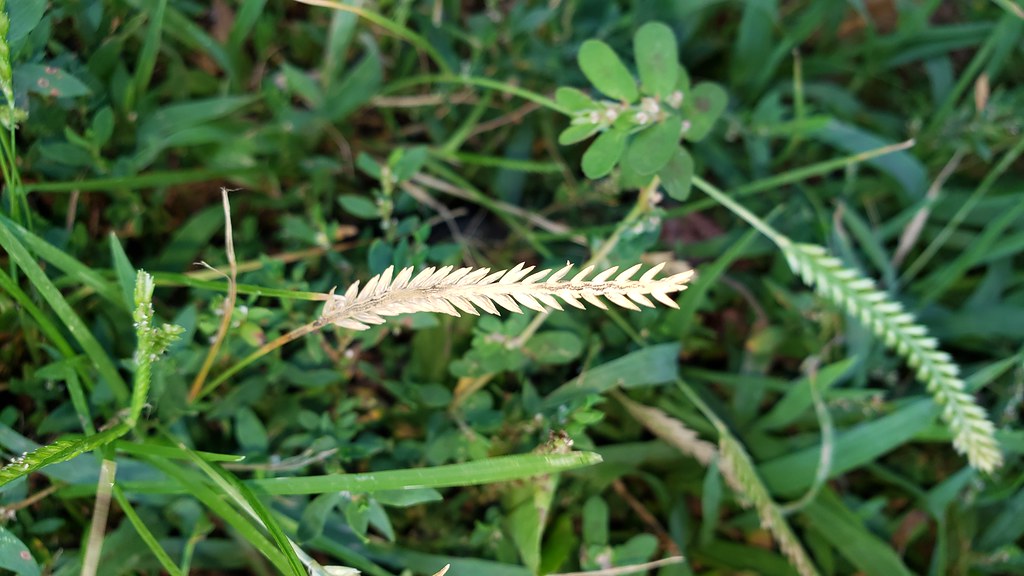 Indian Goosegrass in Anne Arundel, Maryland (7/24/2019).