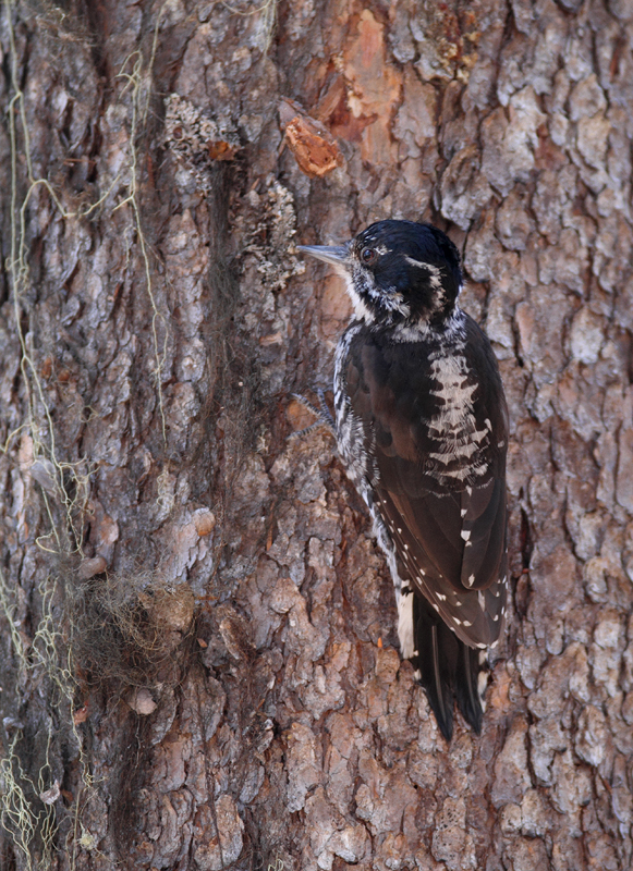 An American Three-toed Woodpecker in Clackamas County, Oregon (9/2/2010).