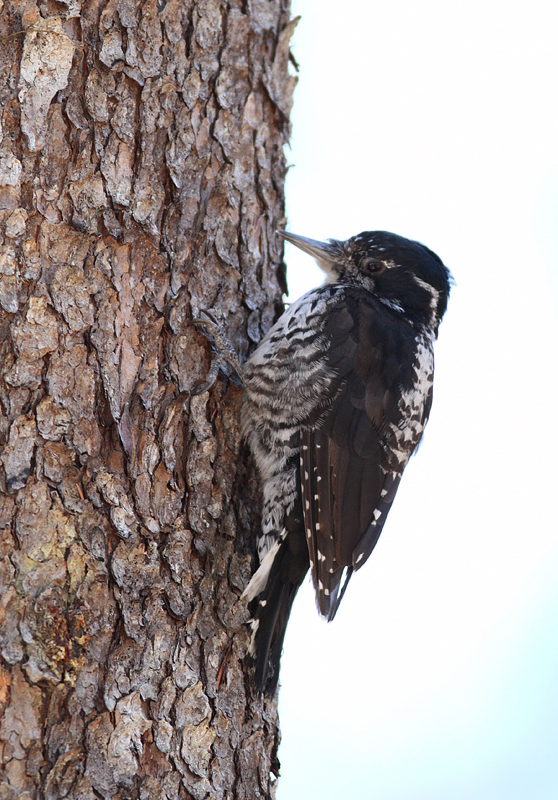 An American Three-toed Woodpecker in Clackamas County, Oregon (9/2/2010).