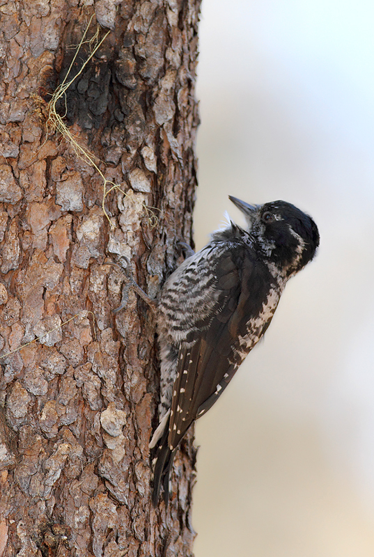 An American Three-toed Woodpecker in Clackamas County, Oregon (9/2/2010).