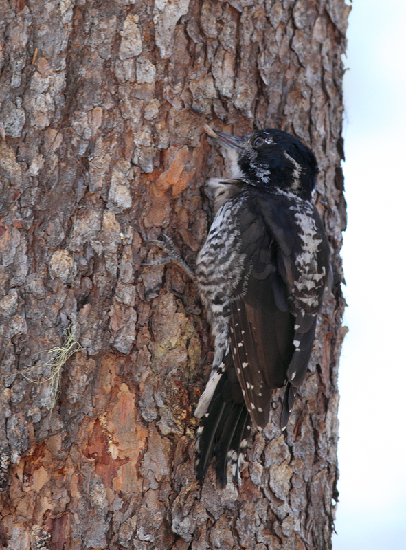 An American Three-toed Woodpecker in Clackamas County, Oregon (9/2/2010).