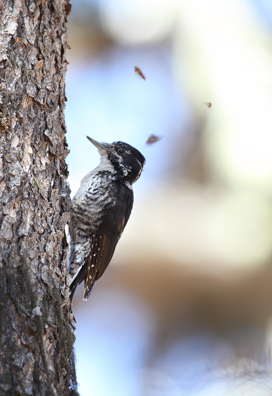 An American Three-toed Woodpecker foraging in a burn area on Mount Hood, Oregon (9/2/2010). This species, like Black-backed Woodpecker, specializes in habitat with many recently dead conifers, especially burns.