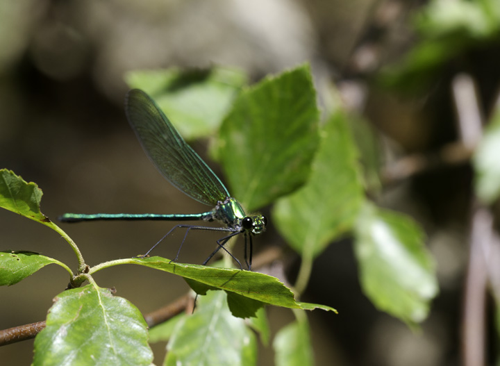 An Appalachian Jewelwing in Washington, Maryland (6/4/2011).