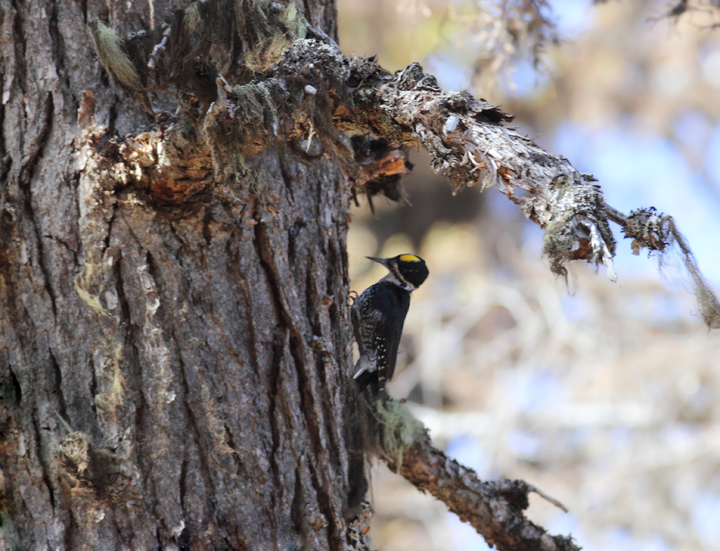 A Black-backed Woodpecker foraging in a burn near Cooper Spur, Mount Hood, Oregon (9/2/2010).