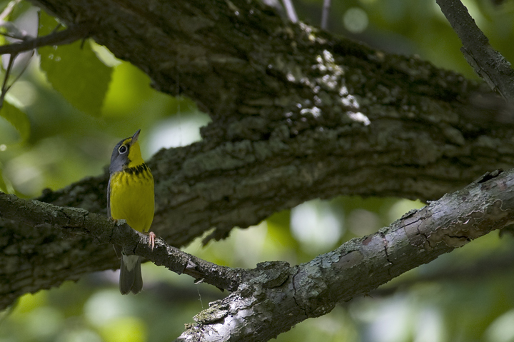 A Canada Warbler in Frederick Co., Maryland (5/25/2008).