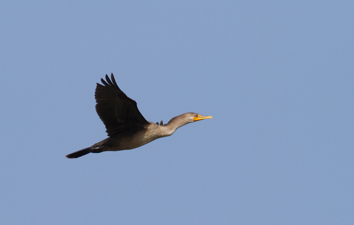 An immature Double-crested Cormorant in flight at Point Lookout SP, Maryland (9/3/2011).