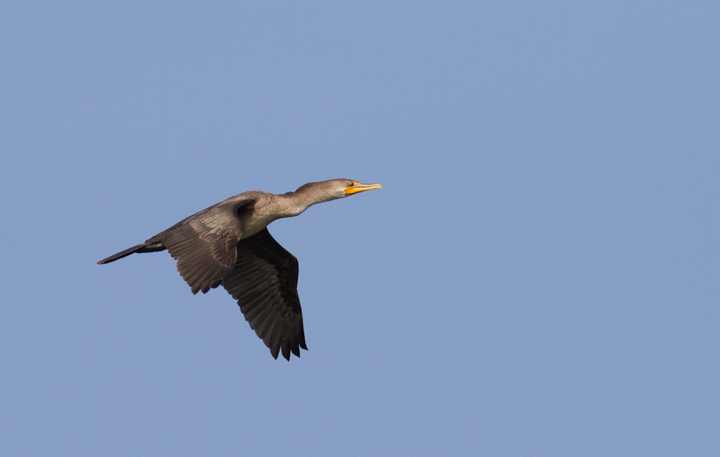 An immature Double-crested Cormorant in flight at Point Lookout SP, Maryland (9/3/2011).