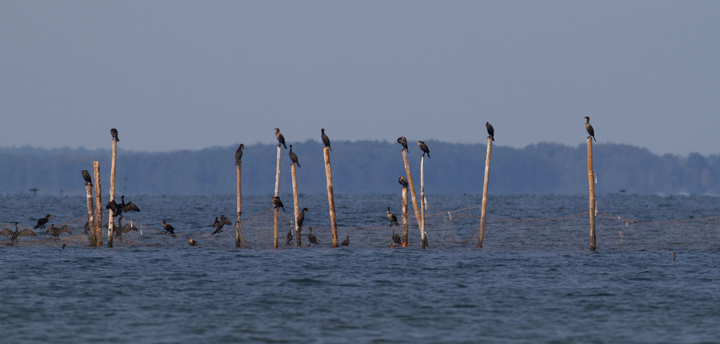 Double-crested Cormorants roosting on pound nets off Point Lookout SP, Maryland (9/3/2011).