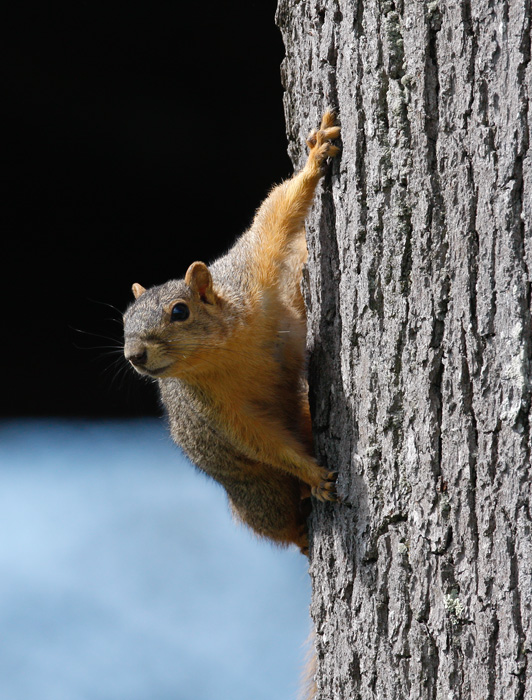 BioFiles - Eastern Fox Squirrel (Sciurus niger)