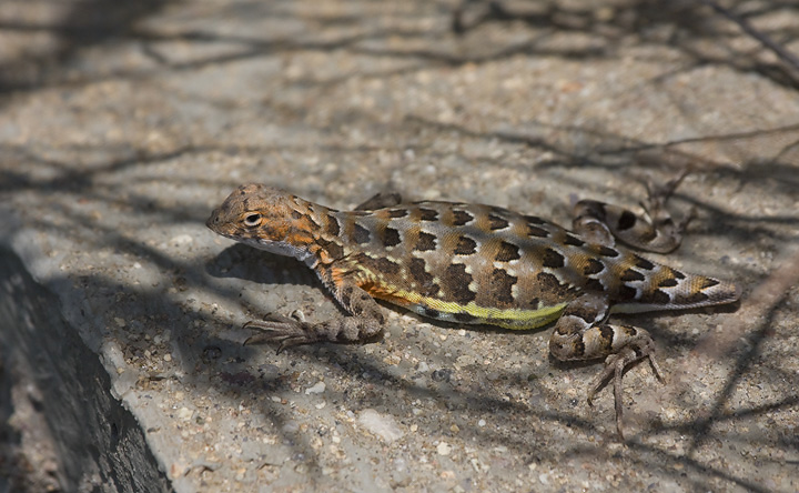 An Elegant Earless Lizard rests beside a bridge in southern Arizona (8/3/2008). The tail shape can be attributed to the lizard losing its tail and slowly regrowing it.