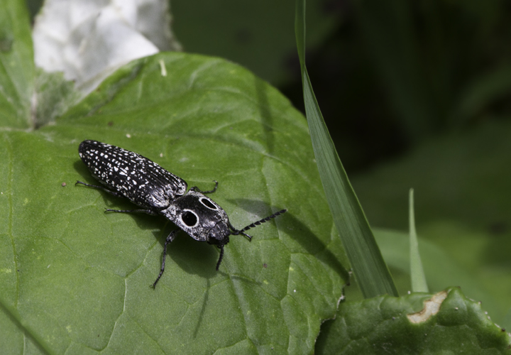 An Eyed Click Beetle in Garrett Co., Maryland (6/12/2011).