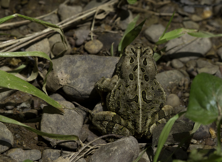 A Fowler's Toad in Allegany, Maryland (6/4/2011).