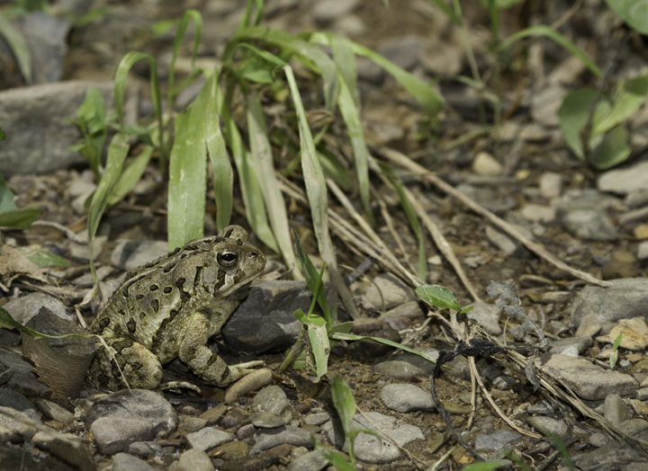 A Fowler's Toad in Allegany Co., Maryland (6/4/2011). Closely tied to the coastal plain, this was my first definitive encounter with the species this far west in Maryland. It is known from areas near the Potomac River even in western Maryland.