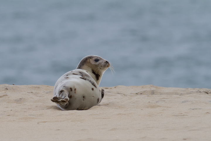 A Harp Seal in Worcester, Maryland (2/8/2014).