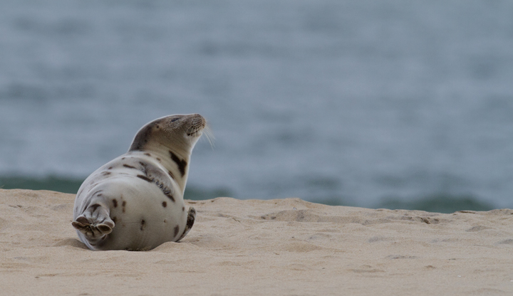 A Harp Seal in Worcester, Maryland (2/8/2014).