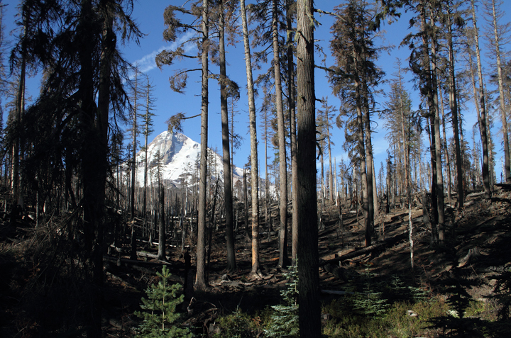 American Three-toed Woodpecker habitat in Clackamas County, Oregon (9/2/2010).