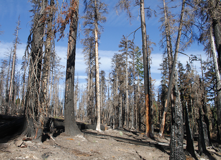 American Three-toed Woodpecker habitat in Clackamas County, Oregon (9/2/2010).