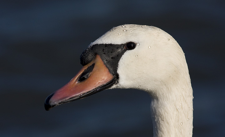 A Mute Swan in Dorchester Co., Maryland (2/10/2008).