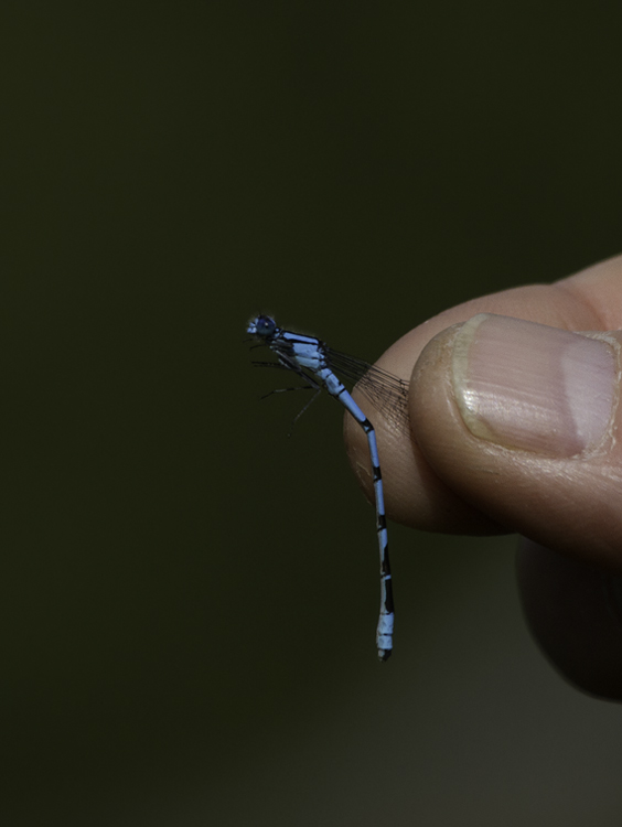 A Northern Bluet in Garrett Co., Maryland (6/12/2011). This species is known only from a few sites in Garrett Co. in Maryland, and close-up photos of the cerci were required to confirm Northern over the even rarer Boreal Bluet, which is yet undocumented in Maryland. Great job getting the necessary cerci close-ups, Tom.