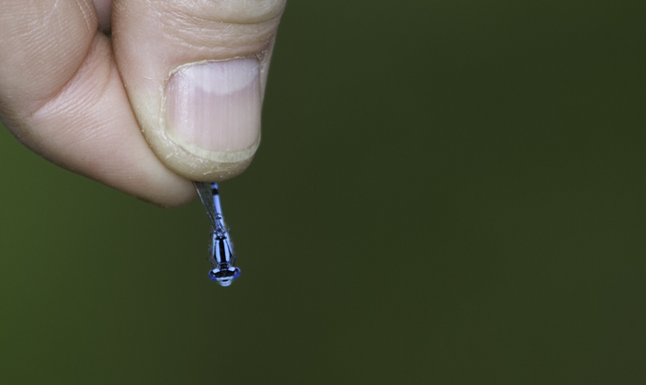 A Northern Bluet in Garrett, Maryland (6/12/2011).
