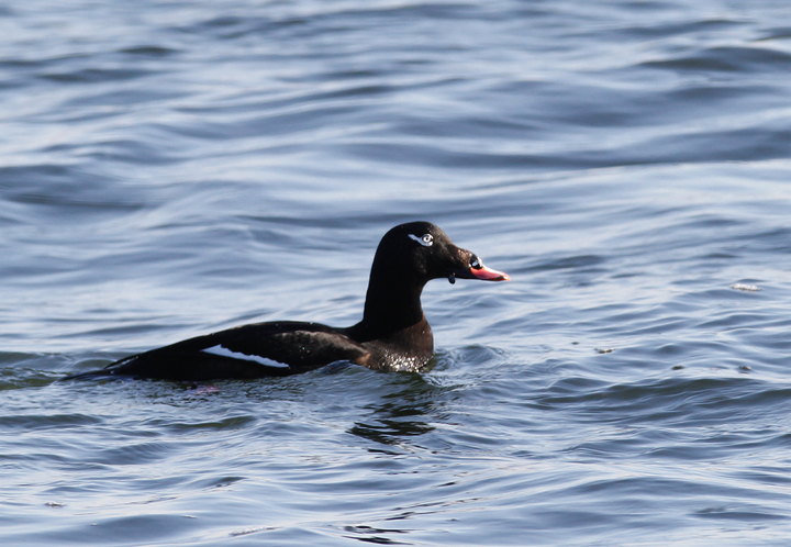 A White-winged Scoter in Worcester Co., Maryland (1/19/2010).