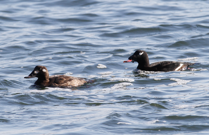 White-winged Scoters in Worcester Co., Maryland (1/19/2010).