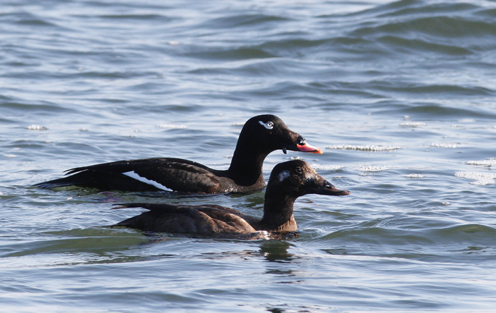 White-winged Scoters in Worcester Co., Maryland (1/19/2010).