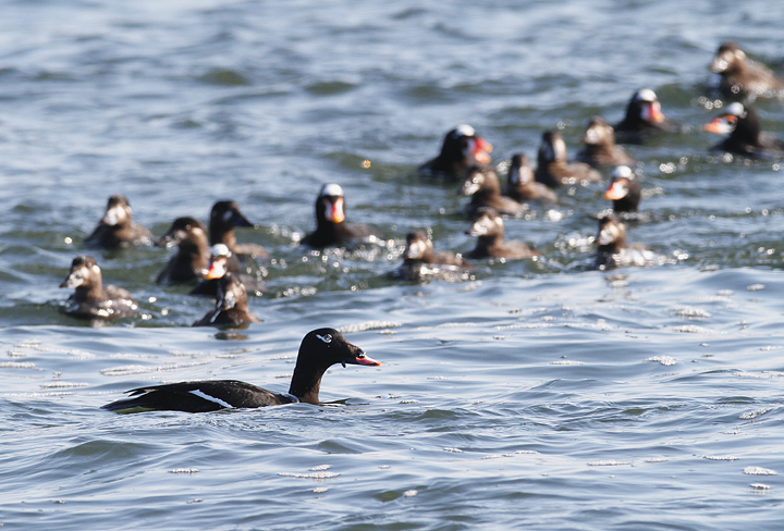 A White-winged Scoters at the Ocean City Inlet, Maryland (1/9/2010). Surf Scoters feeding actively in the background.