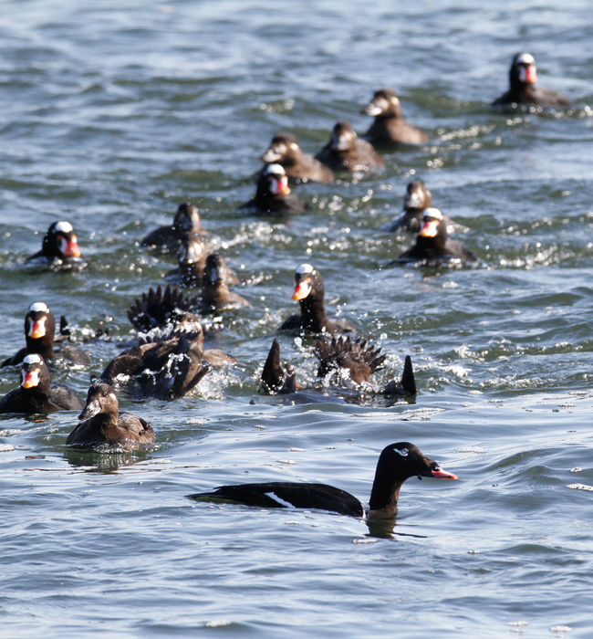 A White-winged Scoters at the Ocean City Inlet, Maryland (1/9/2010). Surf Scoters feeding actively in the background.