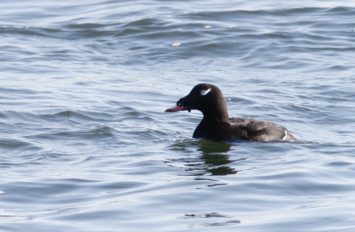 A White-winged Scoter in Worcester Co., Maryland (1/19/2010).