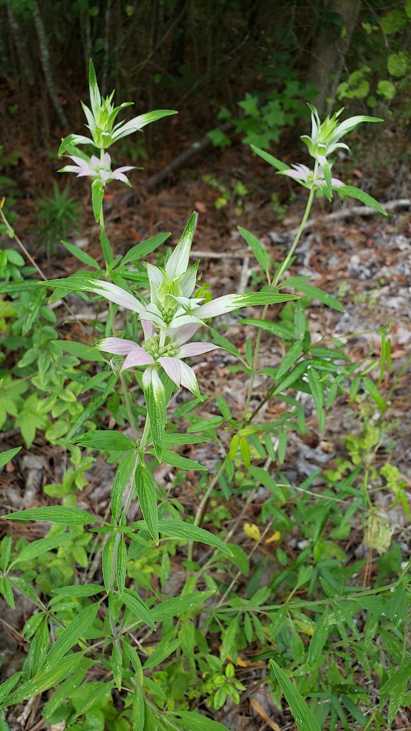 Spotted Beebalm in Wicomico Co., Maryland (8/3/2019).