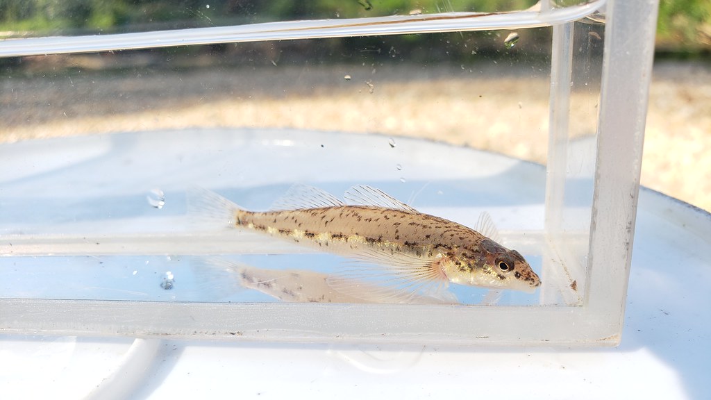 A Glassy Darter in Anne Arundel Co., Maryland (8/8/2019).