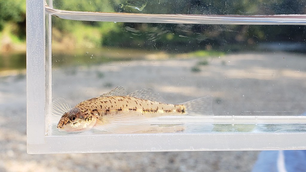 A Glassy Darter in Anne Arundel, Maryland (8/8/2019).
