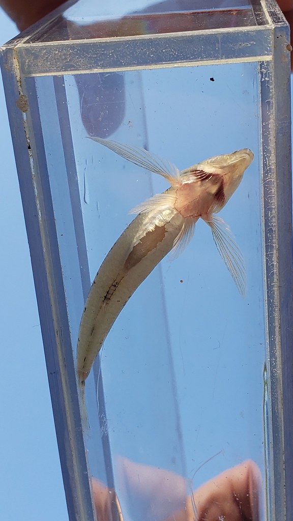 A Glassy Darter in Anne Arundel, Maryland (8/8/2019).