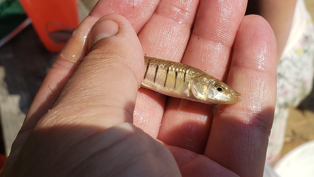 A Striped Killifish in Anne Arundel Co., Maryland (8/9/2019).