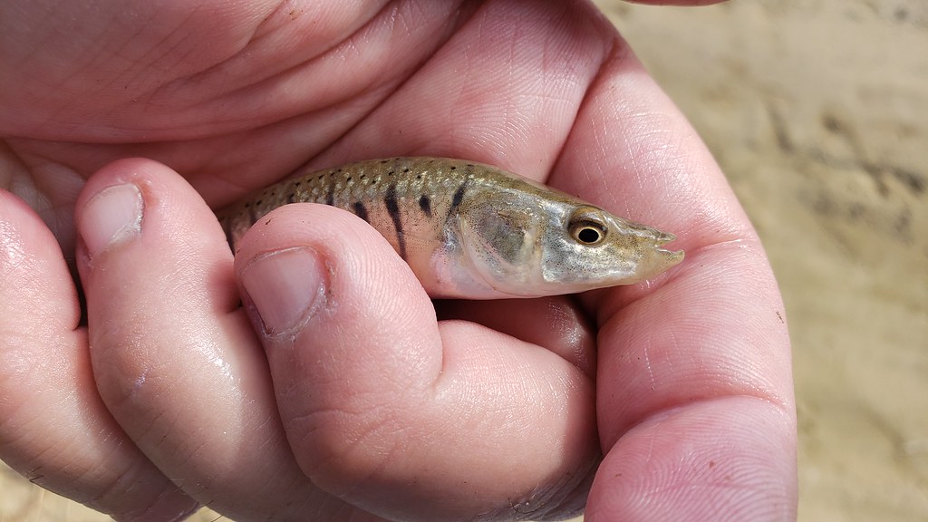 A Striped Killifish in Anne Arundel Co., Maryland (8/9/2019).