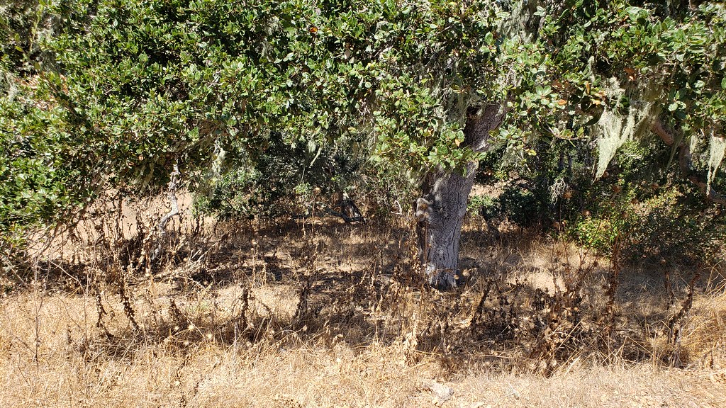 Milk Thistle (growth habit in shade of tree) in Monterey County, California (8/25/2019).