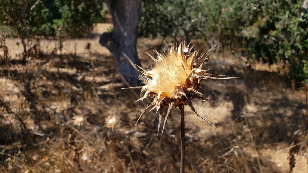 Milk Thistle in Monterey Co., California (8/25/2019).