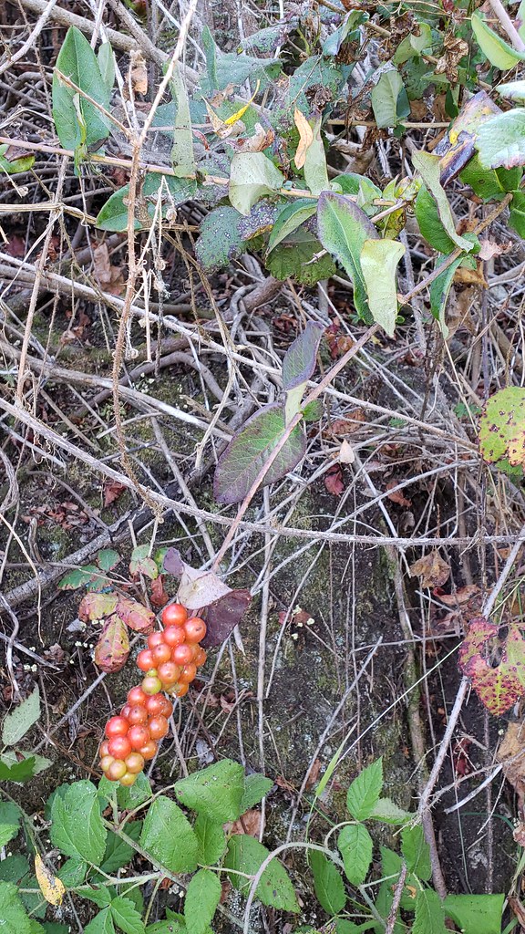 A <em>Lonicera</em> species in Monterey Co., California (8/30/2019).