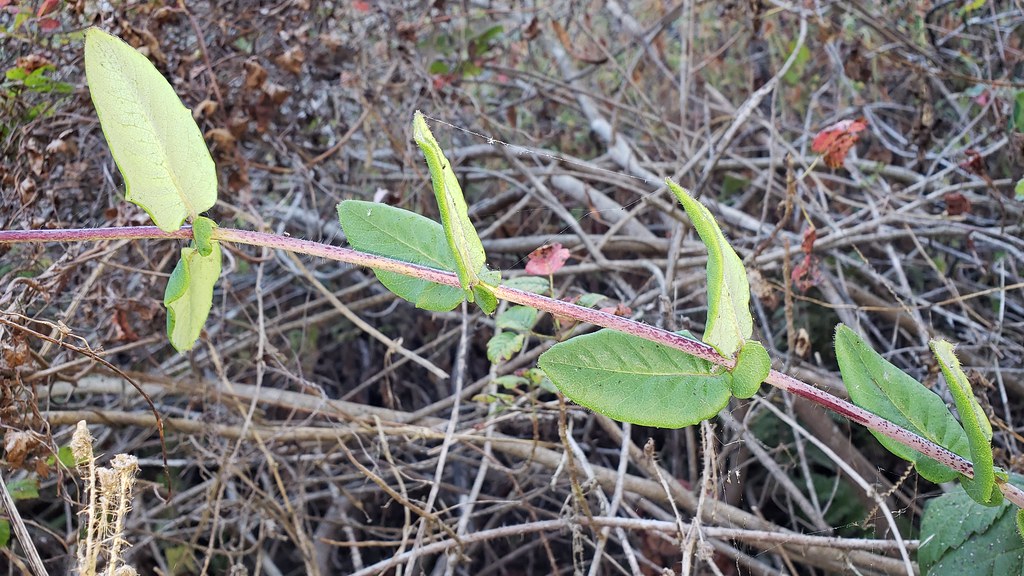 A <em>Lonicera</em> species in Monterey Co., California (8/30/2019).