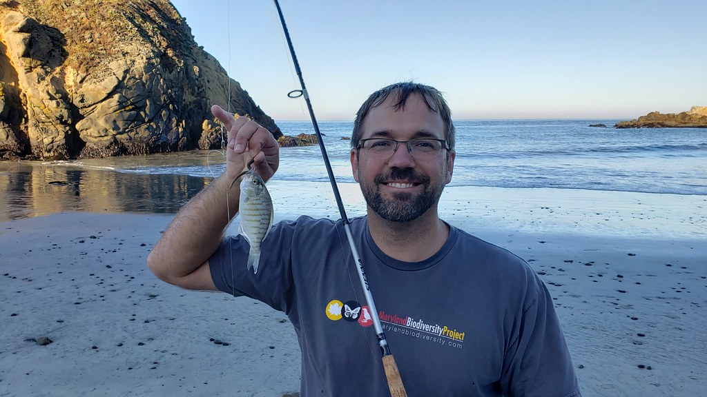 A Barred Surfperch in Monterey County, California (8/31/2019).