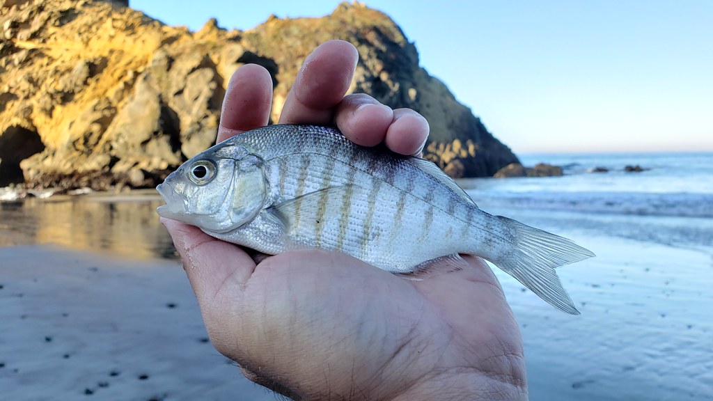 A Barred Surfperch in Monterey County, California (8/31/2019).