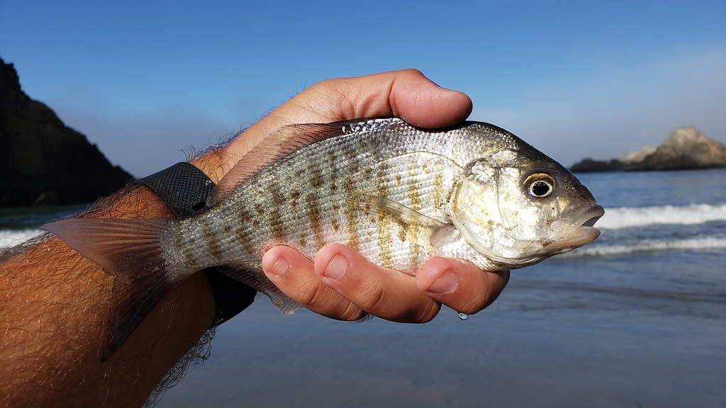 A Barred Surfperch in Monterey County, California (8/31/2019).