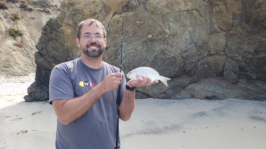 A Barred Surfperch in Monterey County, California (8/31/2019).