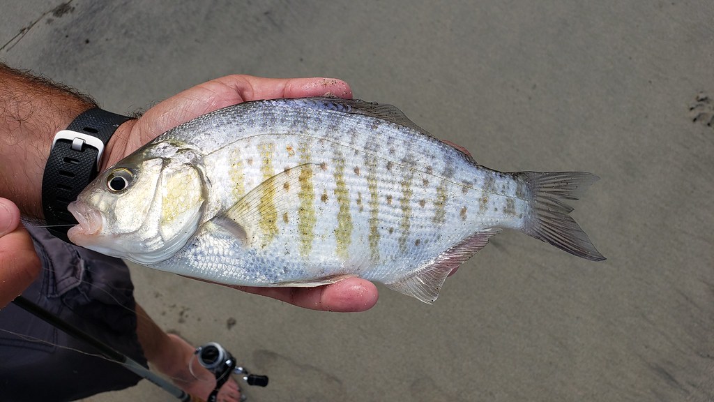 A Barred Surfperch in Monterey County, California (8/31/2019).