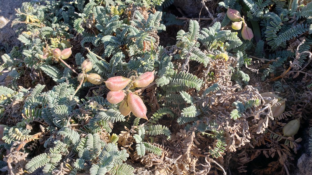 Ocean Bluff Milk Vetch in Monterey Co., California (8/24/2019).